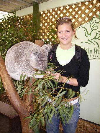 Nachdem ich diesen suessen Koala hier gefuettert habe, wollte er mich nicht mehr gehen lassen und kratzte mich am Arm. Unglaublich scharfe Krallen!!!