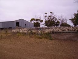 Sheiring Shed mit wartenden Schafen...