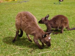 Links: Rugi
Rechts: Mimi