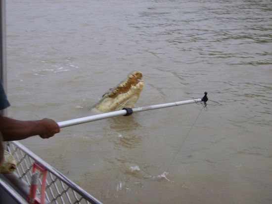 Krokodilspringen: Unser Guide lockt ein Krok mit einem Stueck Fleisch an. 
Zielas Krokodil soll springen, um ans Fleisch zu gelangen (wie der Name Krokodilspringen sagt^^)