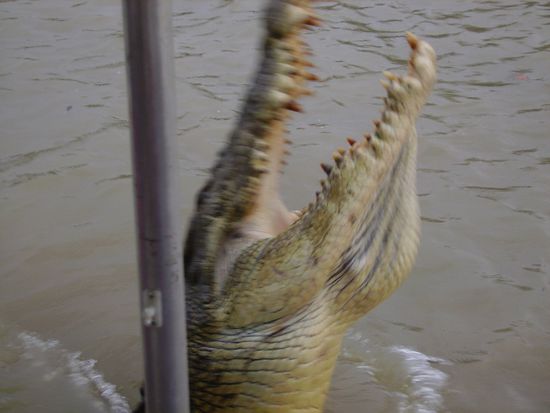 So sieht das dann aus...
Wir hatten Glueck, denn unser Guide hat ein fast 5 Meter langes Krokodil angelockt!