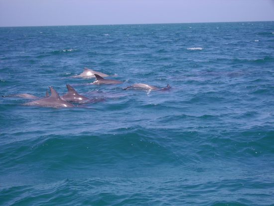 Die Delphine... 
Suuuuuuuuuper genial!!!