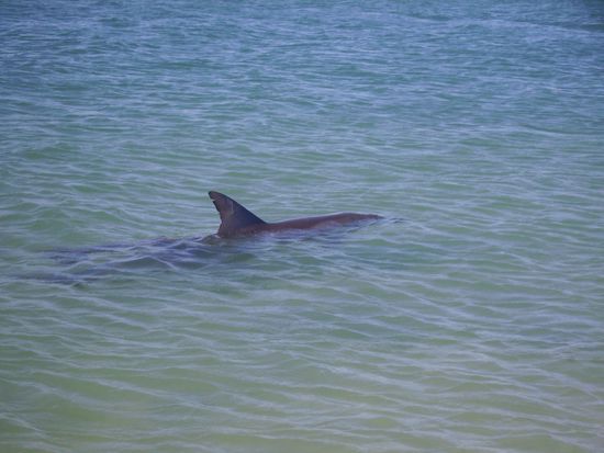 Nur einer von der Delphingruppe...
Sogar ein Baby-Delphin war dabei!