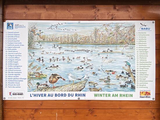 In den Ufergegenden und auf dem Wasser liegen immer wieder Naturschutzgebiete, die eine Vielzahl von Vögeln beherbergen.