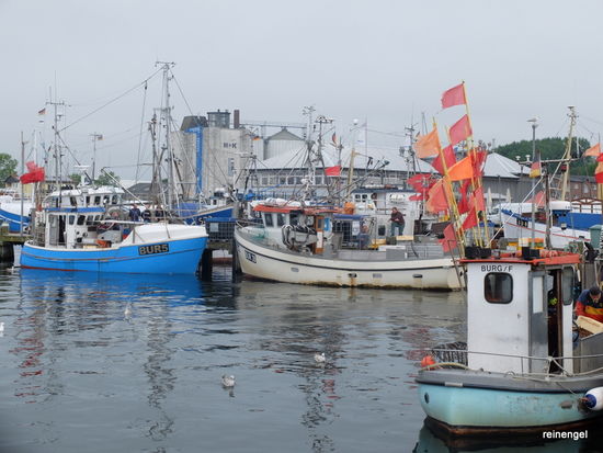 Der kleine aber feine Hafen von Burg auf Fehmarn, unser letzter Stellplatz in D. Fischbrötchen zum Frühstück ist Pflicht.
