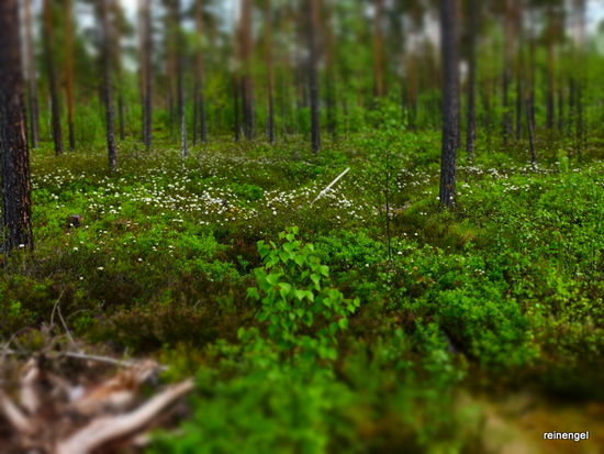 Geheimnisvoller Zauberwald mit weißblühenden unbekannten Pflanzen. Man denkt, dass jeden Moment ein Elch durchs lichte Gehölz bricht.