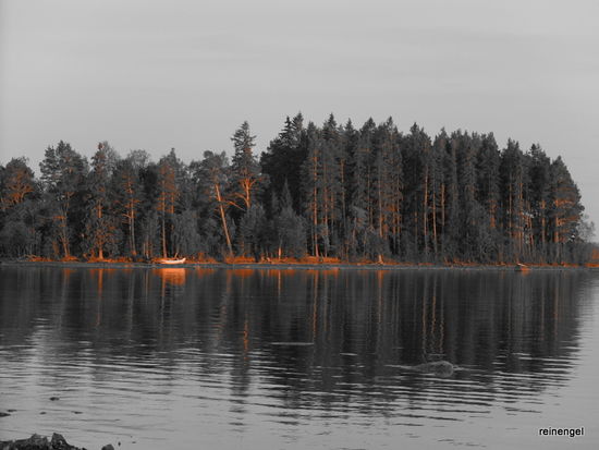 Stämme der Bäume scheinen im Abendrot zu verglühen.