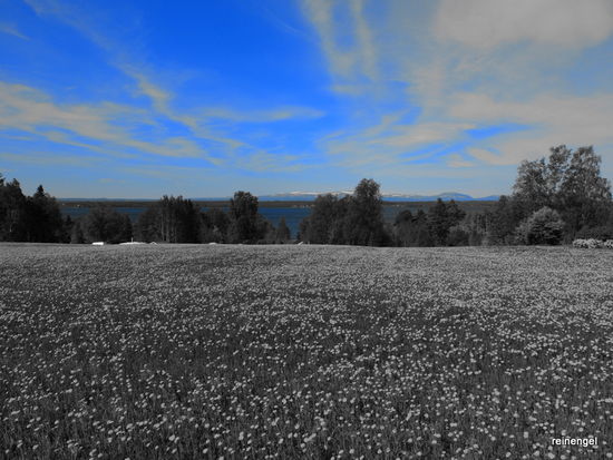 Kleine Spielerei mit dem Farbfilter über gelbes! Blumenfeld bei Sunne.