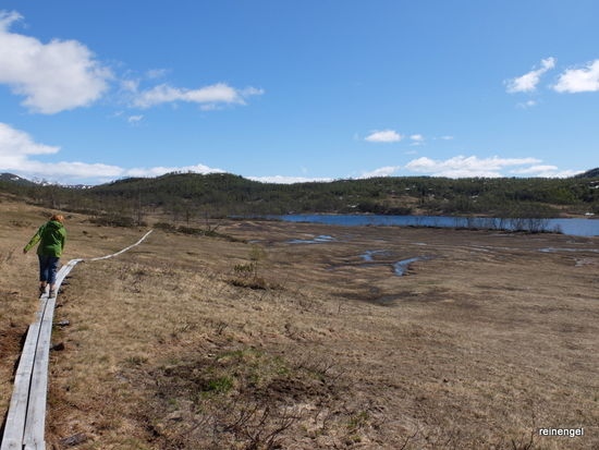 Bevor der Schlagbaum fällt eine kleine Wanderung ins Fjellet auf wackeligen Bohlen ins sumpfige Gelände.