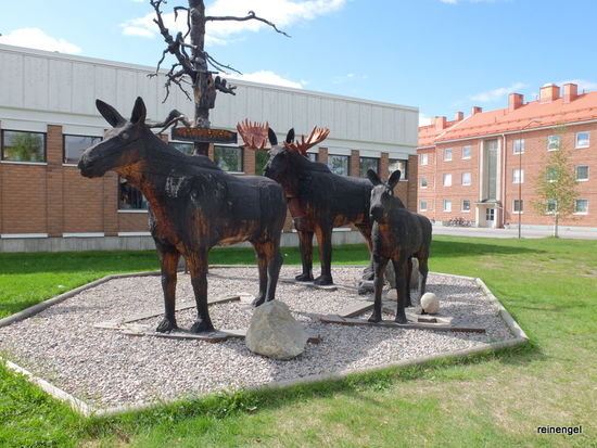 Mitten in der Stadt auch diese putzige Elchherde. Die einzigen, die wir auf unserer langen Reise sahen.