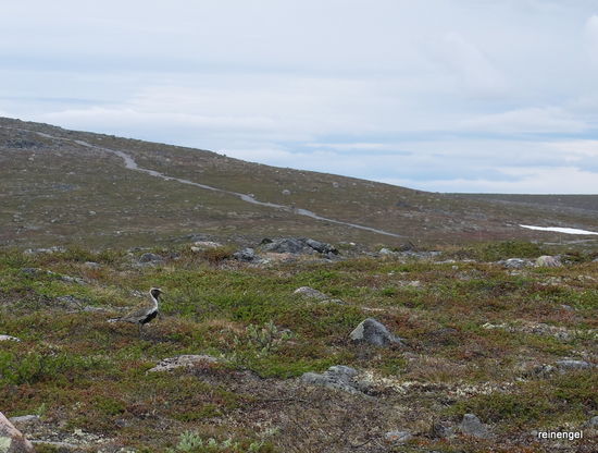 Vor Gällivare erklimmen wir per Auto den Aussichtshügel von Nordschweden. Unterhalb des riesigen Funkturms ein gut getarnter Vogel. Der vollkommen kahle 823 m hohe Dundret bietet wie versprochen eine sagenhafte Weitsicht.