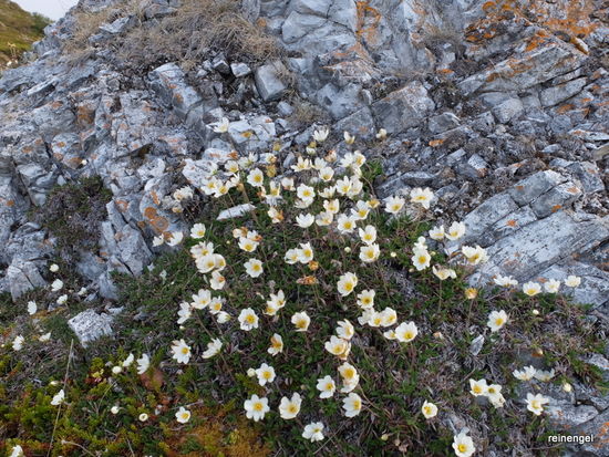 Hier hat der Frühling Einzug gehalten. Beweis sind weißblühende Kräuter in einer windgeschützten Felsspalte.