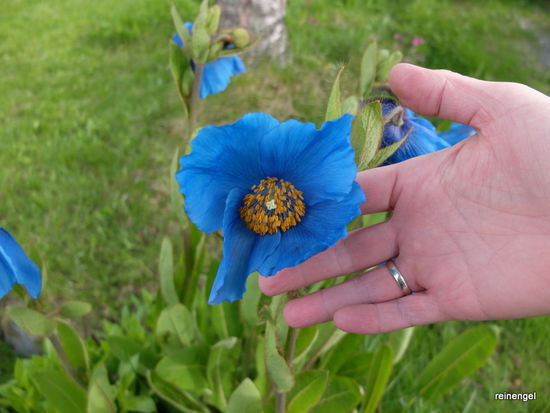 Farbtupfer in sonst etwas trister Umgebung eines Tromsøer Vororts.