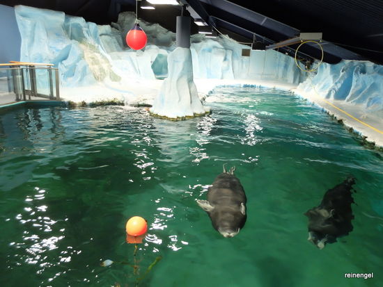 Lohnenswerter Blick ins Polaria, das sehr informativ aufgebaute Aquarium. Hauptattraktion sind die beiden Bartrobben und die beiden Seehunde, die zusammen in einem großen Becken leben.