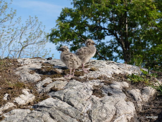 Junge Möwen auf Erkundungstour.