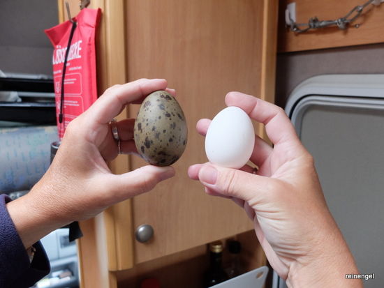Was besonderes: Möwenei contra Hühnerei. Geschmacklich gewinnt das Huhn nach meiner Meinung!