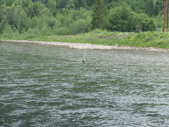 Einsame Fliegenangler im Fluss sieht man häufig.