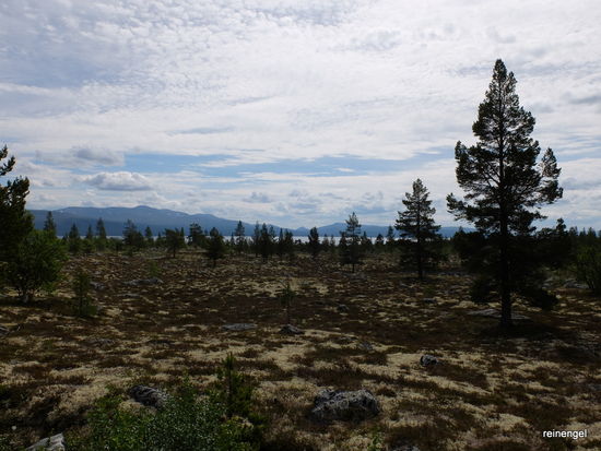 Moose, Flechten und niedrige Bäume bestimmen lange das Bild.