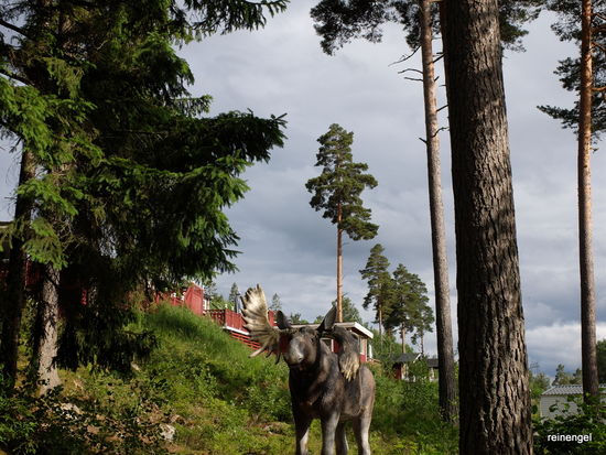 Der letzte Elch bei Arjäng.