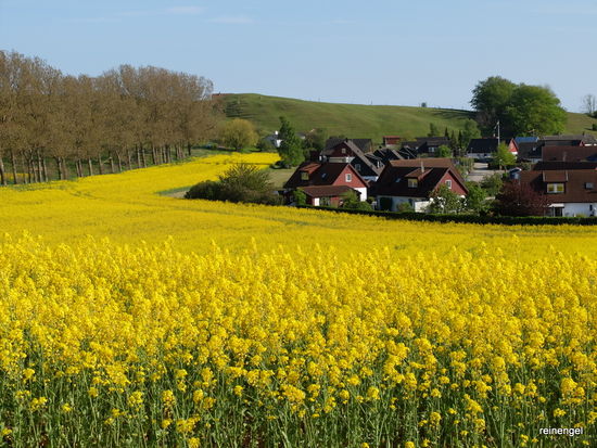 Hinter den Dünen leuchtende Felder bei Käseberga.