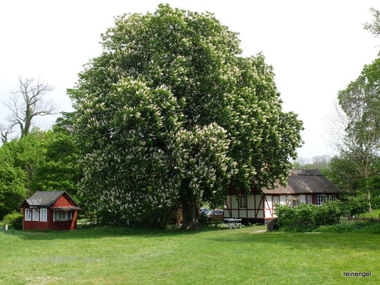 Das kleine schnuckelige Cafe (rechts) unter der riesigen Kastanie ist nebenbei Museum, Ticketshop und Souvenirladen.
