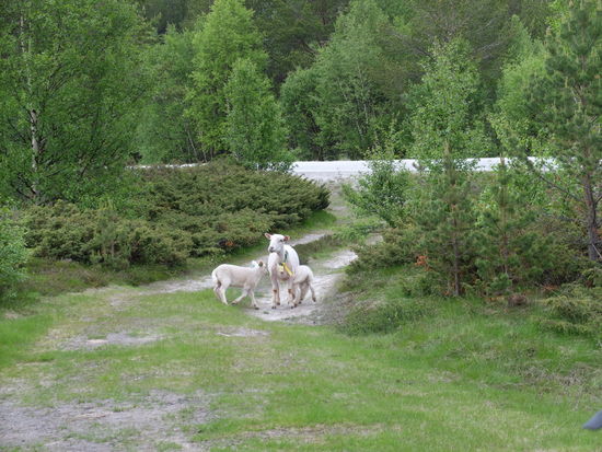 An unserem einsamen Übernachtungsplatz hofften wir, endlich mal Elche zu sichten, da überall Elchdung herumlag. Leider besuchte uns nur eine neugierige Norm-Schafsfamilie.