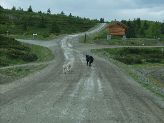 Wieder eine typische norwegische Schafsfamilie, Mutter mit zwei Kindern, Vater verschollen.