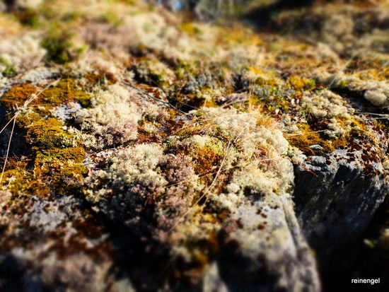 Auf einer kleinen Wanderung überm Zentrum in der absoluten Wildnis findet man bunte Moose und Flechten, die im Winter unter meterhohem Schnee verborgen sind,  jetzt herrlich in der Sonne leuchten.