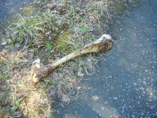 Nur diesem abgenagten Knochen mitten auf dem Schotterweg, von dem man nicht weiß, wie er dahin kommt. Nach diesem Fund schaut man sich öfters mal nach hinten um oder blickt genauer in den Wald hinein, um keine tierische Überraschung zu erleben.
