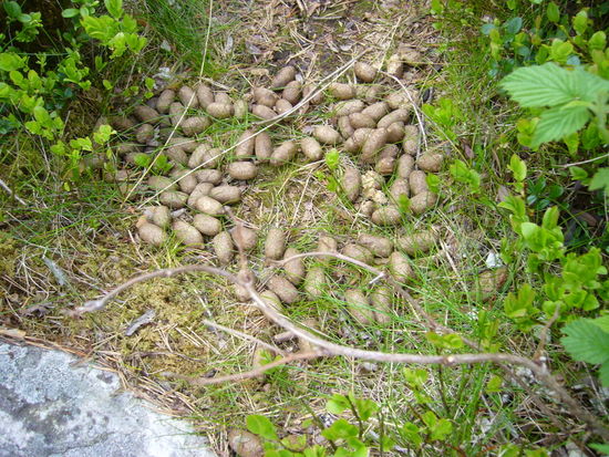 Tierische Abfälle nicht weit entfernt von einer Siedlung zeugen von freilebenden Elchen? Gesehen haben wir keine.