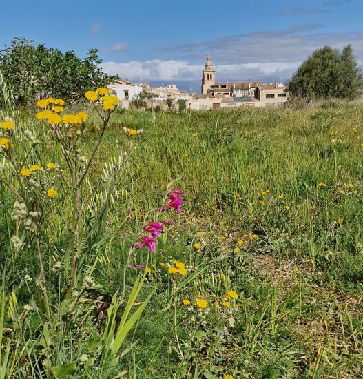 Mallorquinischer Frühling