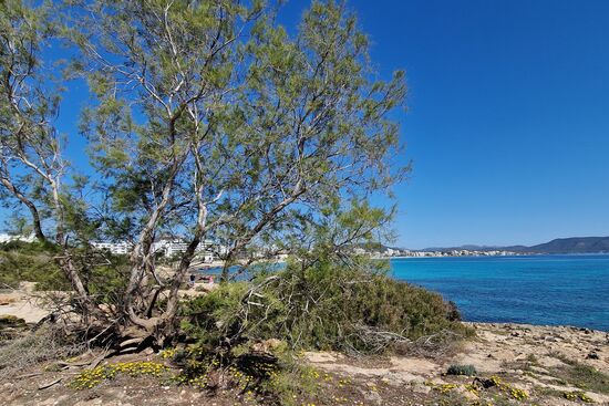 Blick auf Cala Millor