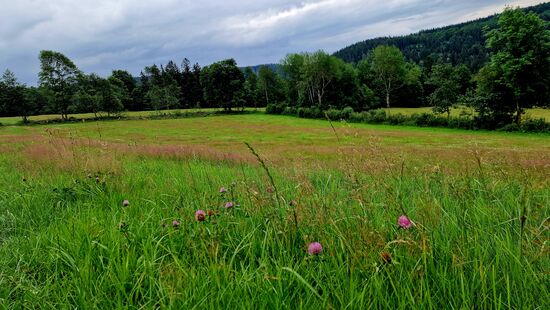 Über blühende Wiesen zurück ins Tal der Schwarzen Pockau