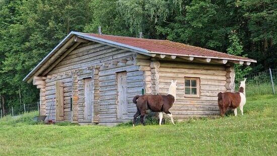 Bei den Lamas!