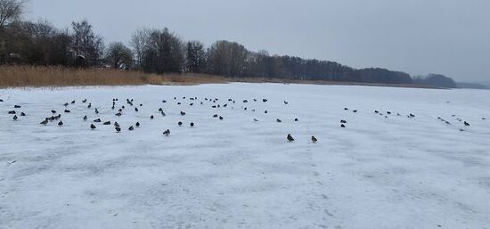 Wasservögel am Schmachter See