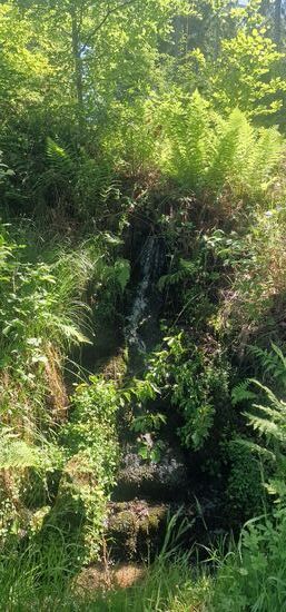 Quelle mit frischem Wasser