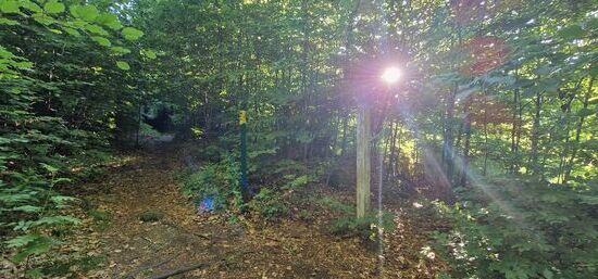 Der Forststeig wird mit dieser grünen Säuleund dem gelben Streifen markiert. Rechts seht ihr eine etwas ältere Säule, oben auch mit dem gelben Strich.