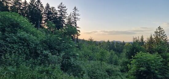 Abendsonne mit Blick zu Gohrisch und Papststein
