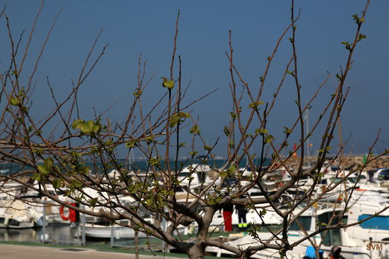 Am Hafen von Can Picafort