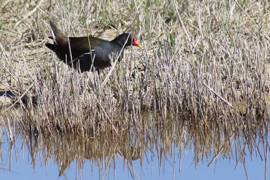 Blesshuhn in der Albufera