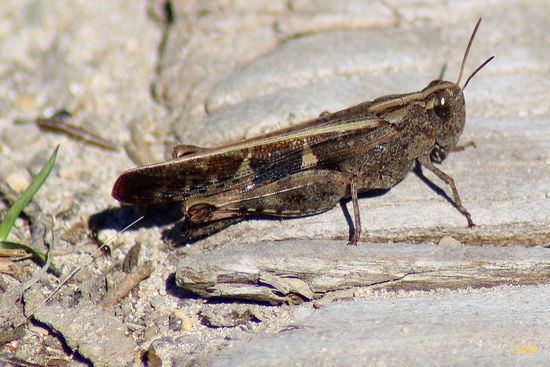 Schrecke in der Albufera