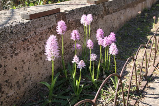 Orchideen in der Albufera