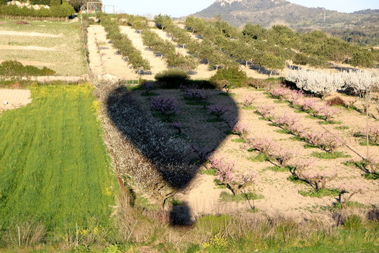 Weiße und rosa Blüten- und wir mittendrin!
