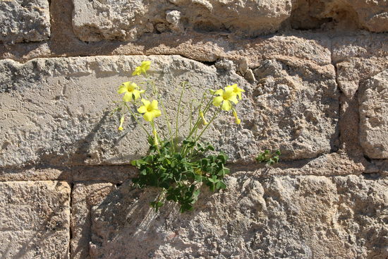 "Mauerblümchen"
