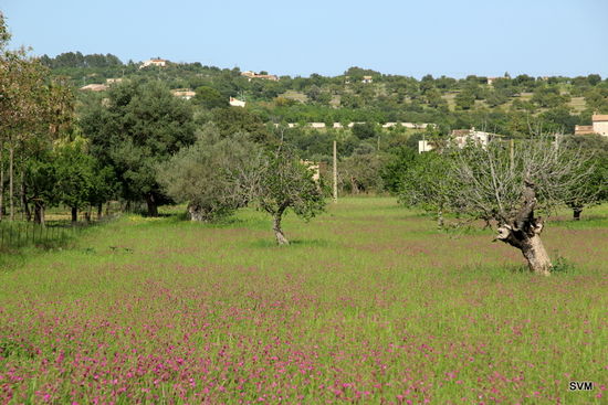 Gladiolenwiese bei Selva