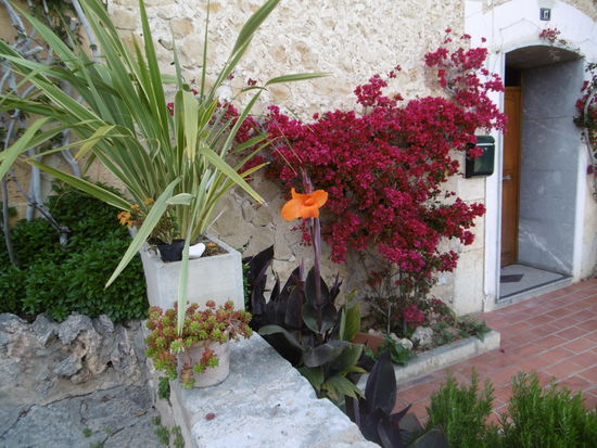 Blumenpracht am Wegesrand