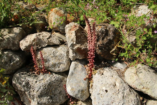 Trockensteinmauer mit Steinwurz am Wegesrand