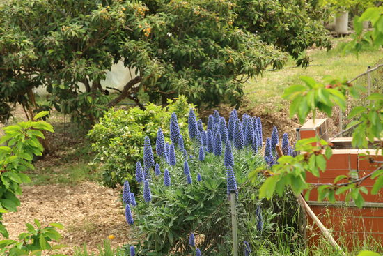 In einem Bauerngarten