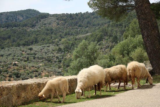 Fleißige Rasenmäher