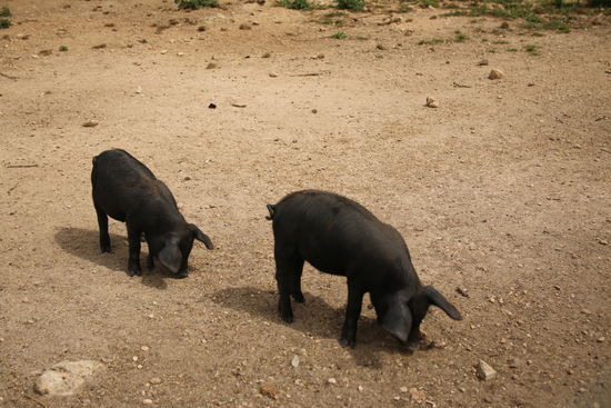 Schwarze Schweine- kennt Ihr deren gutes Fleisch und den Schinken?